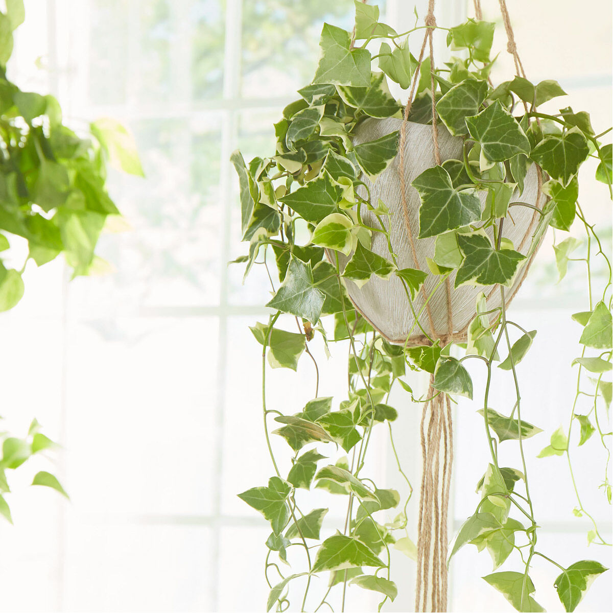 Selena 8 X 6 inch Vase, Small